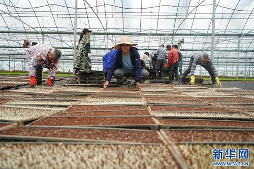 江西廣昌 工廠化育秧 助力春耕生產